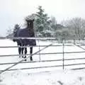Chinner behind his gate, Snow Days, Brome, Suffolk - 22nd November 2008