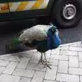 A peacock struts around, Fred in Blackrock, Dublin, Ireland - 6th December 2008