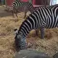 Zebra in Dublin Zoo, Fred in Blackrock, Dublin, Ireland - 6th December 2008