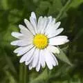 A single daisy in the lawn, Martina's Birthday Barbeque, Thrandeston, Suffolk - 23rd May 2009