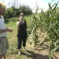 Isobel tries a bit of baby maize, The BBs at Stradbroke, and Wavy's Cabin, Thrandeston, Suffolk - 22nd August 2009