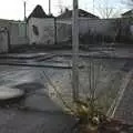 A tree grows in the derelict building, Monkstown Graffiti and Dereliction, County Dublin, Ireland - 26th December 2009