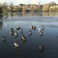 Ducks appear to stand on water, A Snowy Miscellany, Diss, Norfolk - 9th January 2010