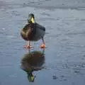 A duck waddles around on the ice, A Snowy Miscellany, Diss, Norfolk - 9th January 2010