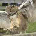 An owl comes in to land, Easter in Chagford and Hoo Meavy, Devon - 3rd April 2010