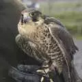 A kestrel waits, Easter in Chagford and Hoo Meavy, Devon - 3rd April 2010