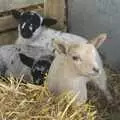 Lambs in straw, Easter in Chagford and Hoo Meavy, Devon - 3rd April 2010