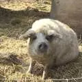 A very wooly pig, Stupid Volcanic Ash: Southwold and Stuston Farm Shop, Suffolk - 18th April 2010