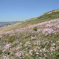 A carpet of pink flowers on the undercliff, Nosher's Stag Weekend: Paintball at Emery Down, and Lymington, Hampshire - 22nd May 2010
