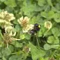 A bee does its thing on clover, Pre-Wedding Beers at The Swan, Brome, Suffolk - 19th June 2010