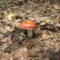 A cool red mushroom, A Walk in Devil's Glen, County Wicklow, Ireland - 31st July 2010