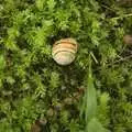 A snail does its thing, The BSCC at Mellis, and a Campervan Trip, Great Hockham, Norfolk - 15th August 2010