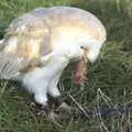 An owl eats a bird head, The Eye Show, Palgrave, Suffolk - 30th August 2010