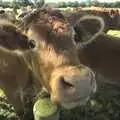 An inquisitive cow, Helicopters on the A14, and a Walk at Thornham, Suffolk - 7th October 2010