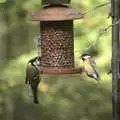 A variety of tits peck at peanuts, Helicopters on the A14, and a Walk at Thornham, Suffolk - 7th October 2010