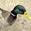 A duck gets in close to steal bread, Helicopters on the A14, and a Walk at Thornham, Suffolk - 7th October 2010