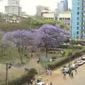 More purple blossom, Nairobi and the Road to Maasai Mara, Kenya, Africa - 1st November 2010