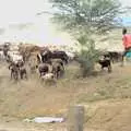 A Maasai herds cows and goats, Nairobi and the Road to Maasai Mara, Kenya, Africa - 1st November 2010