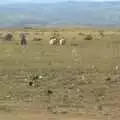 Donkey herding on the plains, Nairobi and the Road to Maasai Mara, Kenya, Africa - 1st November 2010