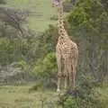 Our first close encounter: a giraffe, Maasai Mara Safari and a Maasai Village, Ololaimutia, Kenya - 5th November 2010