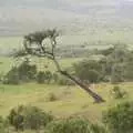 A leaning tree, Maasai Mara Safari and a Maasai Village, Ololaimutia, Kenya - 5th November 2010