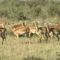 A group of gazelle watch us warily, Maasai Mara Safari and a Maasai Village, Ololaimutia, Kenya - 5th November 2010