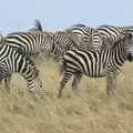 Stripey horses, Maasai Mara Safari and a Maasai Village, Ololaimutia, Kenya - 5th November 2010