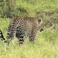 Leopard in action, Maasai Mara Safari and a Maasai Village, Ololaimutia, Kenya - 5th November 2010