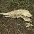 A ruminant's lower jaw bone, Maasai Mara Safari and a Maasai Village, Ololaimutia, Kenya - 5th November 2010