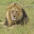 A male lion surveys the scene, Maasai Mara Safari and a Maasai Village, Ololaimutia, Kenya - 5th November 2010