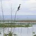 A heron perches on a flimsy tree, Narok to Naivasha and Hell's Gate National Park, Kenya, Africa - 5th November 2010