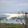 A pelican takes to the air, Narok to Naivasha and Hell's Gate National Park, Kenya, Africa - 5th November 2010