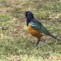 A Splendid Starling pokes about, Narok to Naivasha and Hell's Gate National Park, Kenya, Africa - 5th November 2010