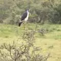 A large eagle or falcon surveys the scene, Narok to Naivasha and Hell's Gate National Park, Kenya, Africa - 5th November 2010