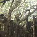 A monkey perches on a pole, Long Train (not) Runnin': Tiwi Beach, Mombasa, Kenya - 7th November 2010