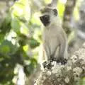 One of the resident baby monkeys, Long Train (not) Runnin': Tiwi Beach, Mombasa, Kenya - 7th November 2010