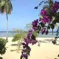 Nice purple flowers on the beach, Long Train (not) Runnin': Tiwi Beach, Mombasa, Kenya - 7th November 2010