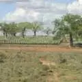 Baobob trees, Long Train (not) Runnin': Tiwi Beach, Mombasa, Kenya - 7th November 2010