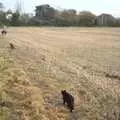 Millie considers following us around the field, Apple Pressing and Amandine's Jazz, Diss, Norfolk - 21st November 2010