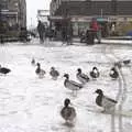 Ducks waddle around in the snow, Eye Lights and The BBs at The Barrel, Banham, Norfolk - 4th December 2010