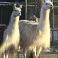 More llamas, Sledging, A Trip to the Zoo, and Thrandeston Carols, Diss and Banham, Norfolk - 20th December 2010