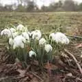 Snowdrops push through dead leaves, Fred Visits The Swan, Brome, Suffolk - 5th February 2011