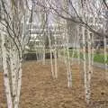 Bare Silver Birch trees, A Week in Monkstown, County Dublin, Ireland - 1st March 2011