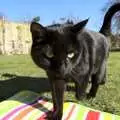 Millie the Mooch on a stripey blanket, A Trip To The Coast, Walberswick, Suffolk - 20th March 2011