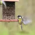 Blue Tit flying action, A Trip To The Coast, Walberswick, Suffolk - 20th March 2011