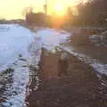 Fred in the setting sun, Winter Walks with Sis and Matt, Brome and Thornham, Suffolk - 11th February 2012