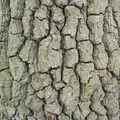 Chunky tree bark, Winter Walks with Sis and Matt, Brome and Thornham, Suffolk - 11th February 2012