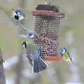 Blue tits hang around the peanut dispenser, Winter Walks with Sis and Matt, Brome and Thornham, Suffolk - 11th February 2012