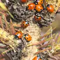A whole swarm of ladybirds on a dead pine tree, Ladybirds on Wortham Ling, and a Rainy Diss, Norfolk - 17th March 2012