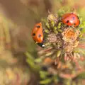 A pair of bright spotty 'Bishy Barnabees', Ladybirds on Wortham Ling, and a Rainy Diss, Norfolk - 17th March 2012